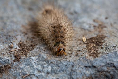 Arctiinae